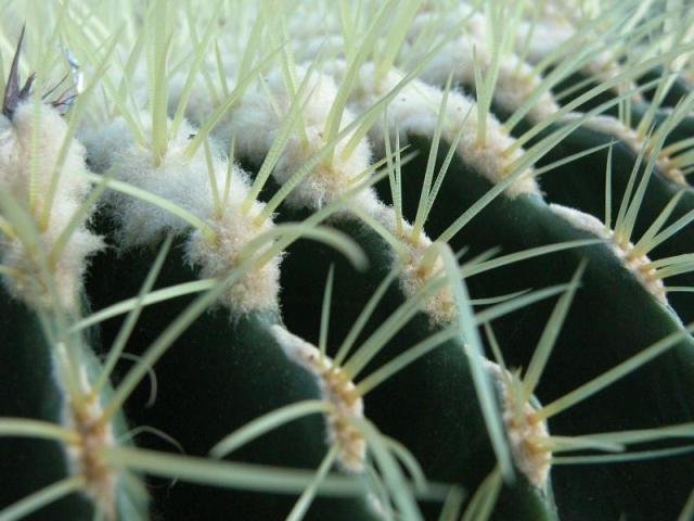 Echinocactus grussonii_9